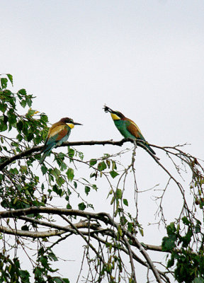EUROPEAN BEE-EATER , Nr EAST LEAKE , NOTTINGHAMPSHIRE , 29 , 7 , 2017