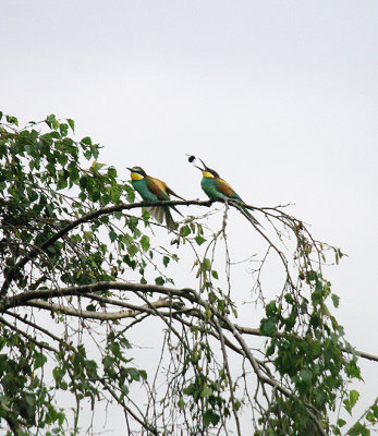 EUROPEAN BEE-EATER . Nr EAST LEAKE . NOTTINGHAPSHIRE . 29 . 7 . 2017