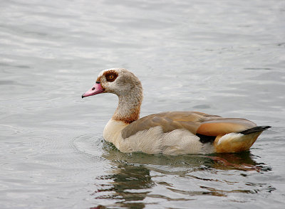 Egyptian Goose . Alopochen aegyptiacus