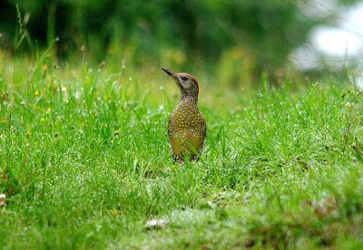 EUROPEAN GREEN WOODPECKER ( Juvenile Female ) . Nr BOWLING GREEN MARSH . TOPSHAM . DEVON . 31 . 7 . 2017