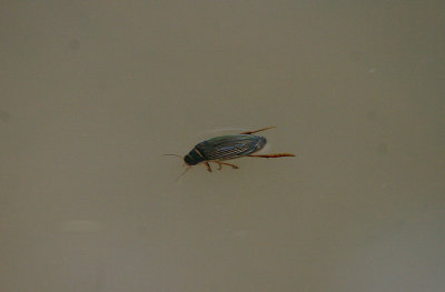 GREAT DIVING BEETLE ( Dytiscus marginalis ) ( Female ) , Nr BOWLING GREEN MARSH , TOPSHAM , DEVON , 31 , 7 , 2017.JPG