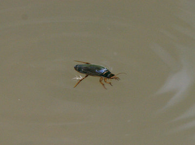 GREAT DIVING BEETLE ( Dytiscus marginalis ) ( Female ) . Nr BOWLING GREEN MARSH . TOPSHAM . DEVON . 31 . 7 . 2017.JPG