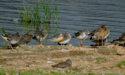 RED KNOT . BOWLING GREEN MARSH . TOPSHAM . DEVON . 6 . 8 . 2017