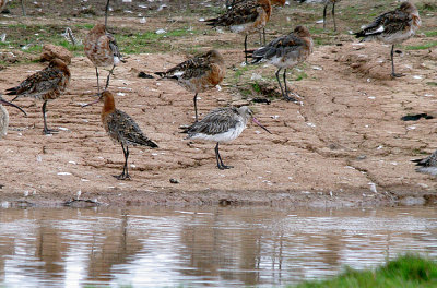 BAR-TAILED GODWIT . BOWLING GREEN MARSH . TOPSHAM . DEVON . ENGLAND . 7 . 8 . 2017