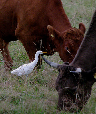 CATTLE EGRET . BLACKHOLE MARSH . DEATON . DEVON . ENGLAND . 8 . 8 . 2017