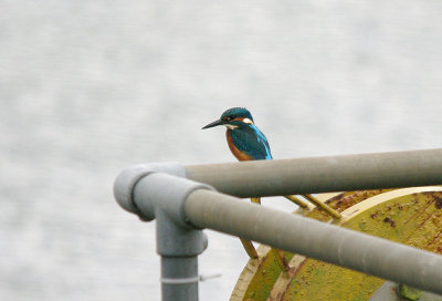 COMMON KINGFISHER . THE RIVER AXE . SEATON . DEVON . 8 . 8 . 2017