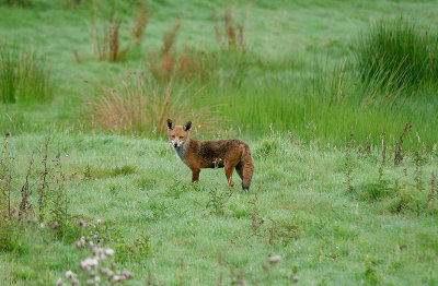RED FOX ( Vulpes vulpes ) . BOWLING GREEN MARSH . TOPSHAM . DEVON . 1 . 8 . 2017