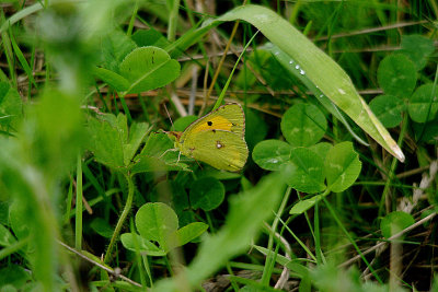 CLOUDED YELLOW ( Colias crocea  ) . Nr BOWLING GREEN MARSH . TOPSHAM . DEVON . 1 . 8 . 2017.JPG