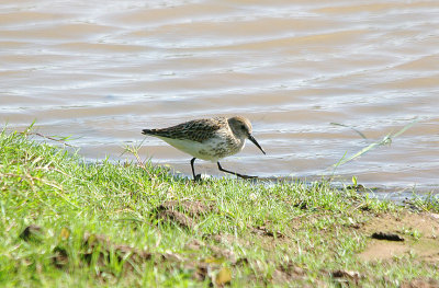 DUNLIN . BOWLING GREEN MARSH . TOPSHAM . DEVON . 10 / 8 / 2017