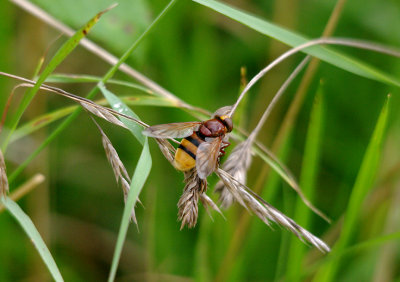 HORNET-MIMIC HOVERFLY ( Volucella zonaria ) . BOWLING GREEN MARSH . TOPSHAM . DEVON . 15 . 8 . 2017.JPG