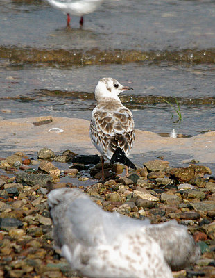 BLACK-HEADED GULL ( Juvenile ) . MUDBANK LANE . EXMOUTH . DEVON . 11 . 8 . 2017