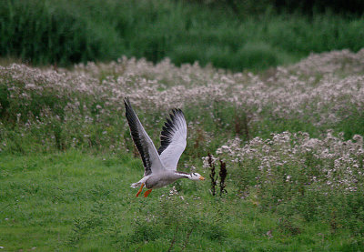 BAR-HEADED GOOSE . BOWLING GREEN MARSH . TOPSHAM . DEVON . ENGLAND . 12 . 8 . 2017