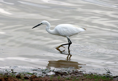 LITTLE EGRET ( Juvenile ) . BOWLING GREEN MARSH . TOPSHAM . 14 . 8 . 2017