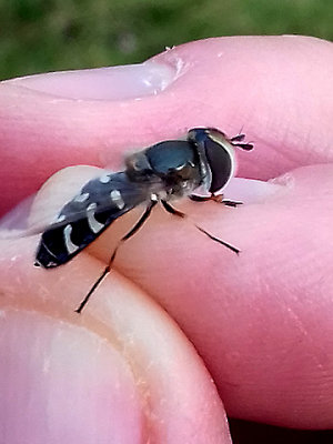 PIED HOVERFLY ( Scaeva pyrastri ) . ORCOMBE POINT . DEVON . 17 . 8 . 2017
