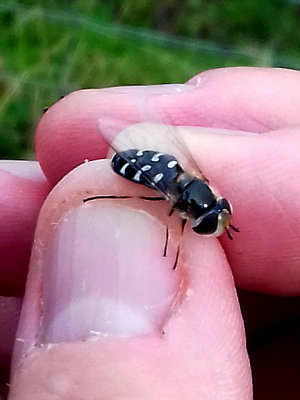 PIED HOVERFLY ( Scaeva pyrastri ) . ORCOMBE POINT . DEVON . 17 . 8 . 2017