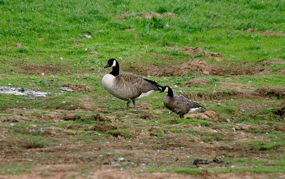 RIDGEWAYS CACKLING GOOSE . BOWLING GREEN MARSH . TOPSHAM . DEVON . ENGLAND . 17 . 8 . 2017