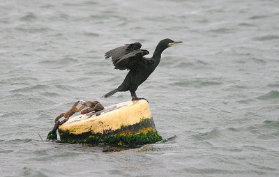 EUROPEAN SHAG . THE EXE ESTUARY . DEVON . 17 . 8 . 2017