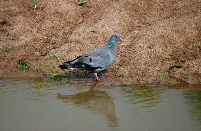 STOCK DOVE . BOWLING GREEN MARSH . TOPSHAM . DEVON . 18 . 8 . 2017
