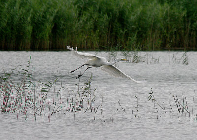 GREAT WHITE EGRET . HAM WALL . SOMERSET . ENGLAND . 21 . 8 . 2017