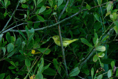 YELLOW WARBLER , ( 1st Winter Female ) . CULVERWELL . PORTLAND BILL . DORSET .  21 . 8 . 2017.JPG