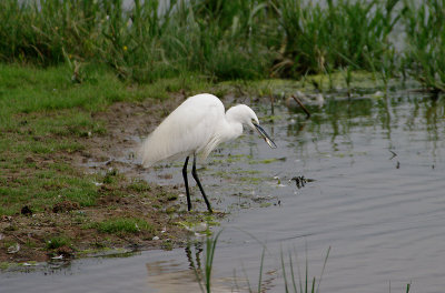 LITTLE EGRET . BOWLING GREEN MARSH . TOPSHAM . DEVON . 24 / 8 / 2017
