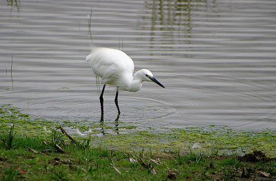 LITTLE EGRET . BOWLING GREEN MARSH . TOPSHAM . DEVON . 24 / 8 / 2017