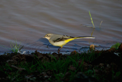 GREY WAGTAIL . BOWLING GREEN MARSH . TOPSHAM . DEVON . 25 / 8 / 2017