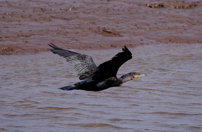 GREAT CORMORANT . THE CLYST ESTUARY . TOPSHAM . DEVON . ENGLAND . 26 / 8 / 2017