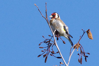 EUROPEAN GOLDFINCH . BOWLING GREEN MARSH . TOPSHAM . DEVON . ENGLAND . 27 / 8 / 2017