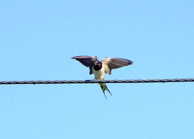 BARN SWALLOW . THE GOATS WALK FIELD . TOPSHAM . DEVON . 27 / 8 / 2017