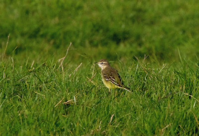 YELLOW WAGTAIL . ORCOMBE POINT TOP FIELDS . EXMOUTH . DEVON . 28 / 8 / 2017