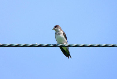 SAND MARTIN . THE GOATS WALK FIELD . TOPSHAM . DEVON . 28 / 8 / 2017