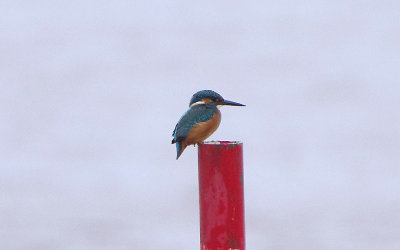 COMMON KINGFISHER . THE CLYST ESTUARY . TOPSHAM . DEVON . 30 / 8 / 2017