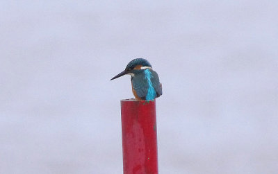 COMMON KINGFISHER . THE CLYST ESTUARY . TOPSHAM . DEVON . 30 / 8 / 2017