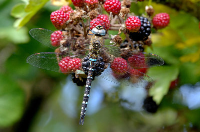 MIGRANT HAWKER ( Aeshna mixta ) . BOWLING GREEN MARSH . TOPSHAM . DEVON . 31 . 8 . 2017