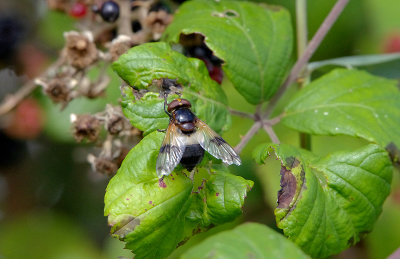 VOLUCELLA PELLUCENS . BOWLING GREEN MARSH . TOPSHAM . DEVON . 31 . 8 . 2017.JPG