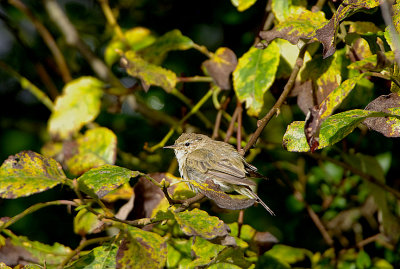 COMMON CHIFFCHAFF . BOWLING GREEN MARSH . TOPSHAM . DEVON . 4 . 9 . 2017