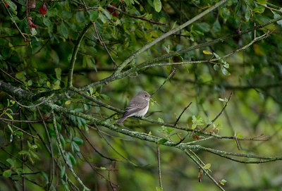 SPOTTED FLYCATCHER , BOWLING GREEN MARSH , TOPSHAM , DEVON , 4 , 9 , 2017
