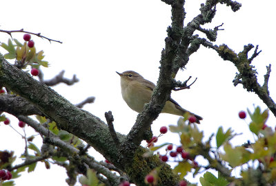 COMMON CHIFFCHAFF . BOWLING GREEN MARSH . TOPSHAM . DEVON . 7 . 9 . 2017