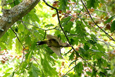 GREEN WOODPECKER . RIVERSMEET HOUSE . TOPSHAM . DEVON . 7 . 9 . 2017