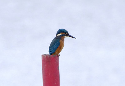 COMMON KINGFISHER . THE CLYST ESTUARY . TOPSHAM . DEVON . 8 . 9 . 2017