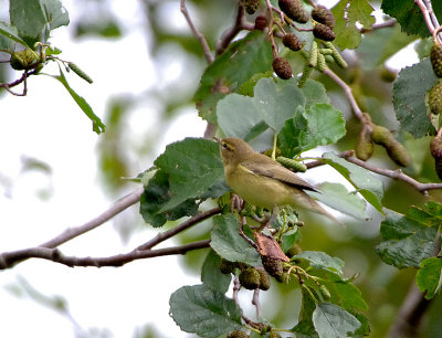 WILLOW WARBLER , BOWLING GREEN MARSH , TOPSHAM , DEVON , 10 , 9 , 2017