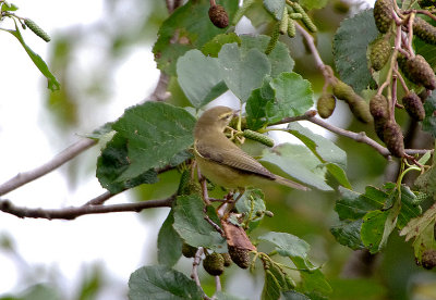 WILLOW WARBLER . BOWLING GREEN MARSH . TOPSHAM . DEVON . 10 . 9 . 2017