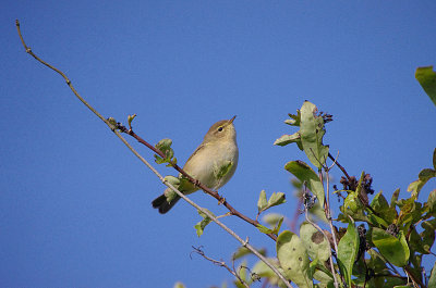 COMMON CHIFFCHAFF . BOWLING GREEN MARSH . TOPSHAM . DEVON . 12 / 9 / 2017