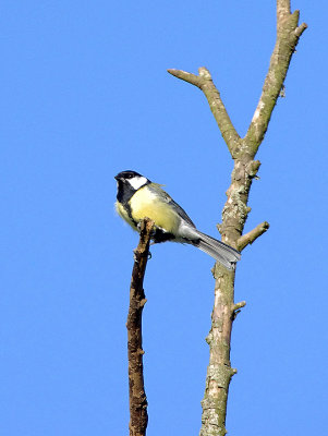 GREAT TIT . THE GOAT WALK LAND TRUST FIELD . TOPSHAM . DEVON . 12 . 9 . 2017