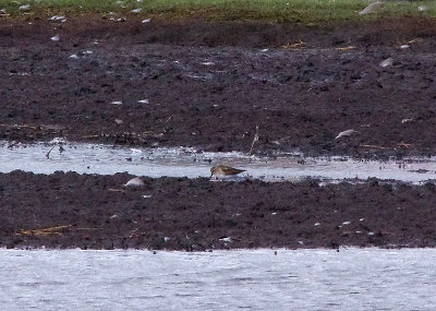 LEAST SANDPIPER . LODMOOR . DORSET . 13 . 9 . 2017