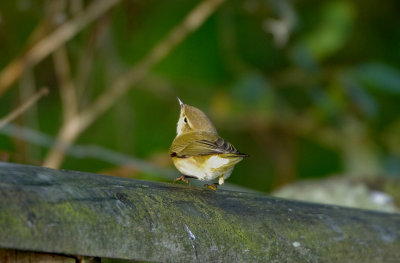 WILLOW WARBLER . BOWLING GREEN MARSH . TOPSHAM . DEVON . 14 . 9 . 2017