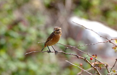 COMMON STONECHAT . PORTLAND BILL QUARRY . DORSET . 14 . 9 . 2017