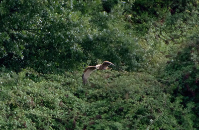 WESTERN MARSH HARRIER . BOWLING GREEN MARSH . TOPSHAM . DEVON . 15 / 9 / 2017