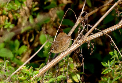 WINTER WREN . BOWLING GREEN MARSH . TOPSHAM . DEVON . 15 . 9 . 2017